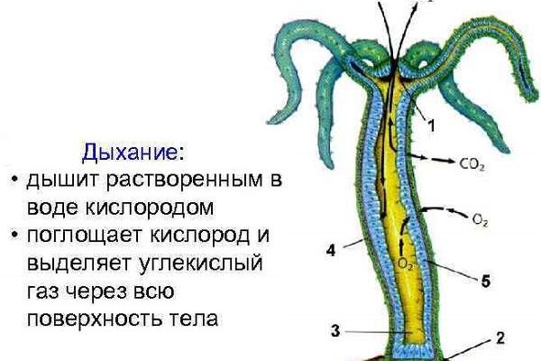 Kraken darknet